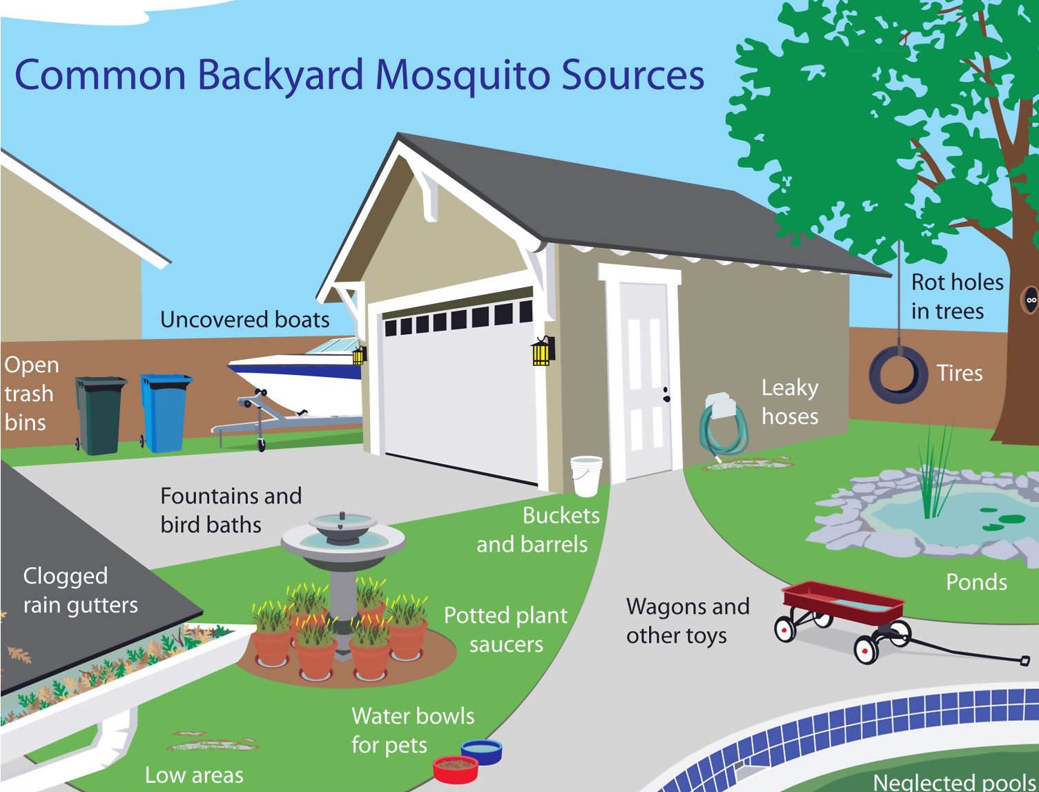Common backyard mosquito sources diagram