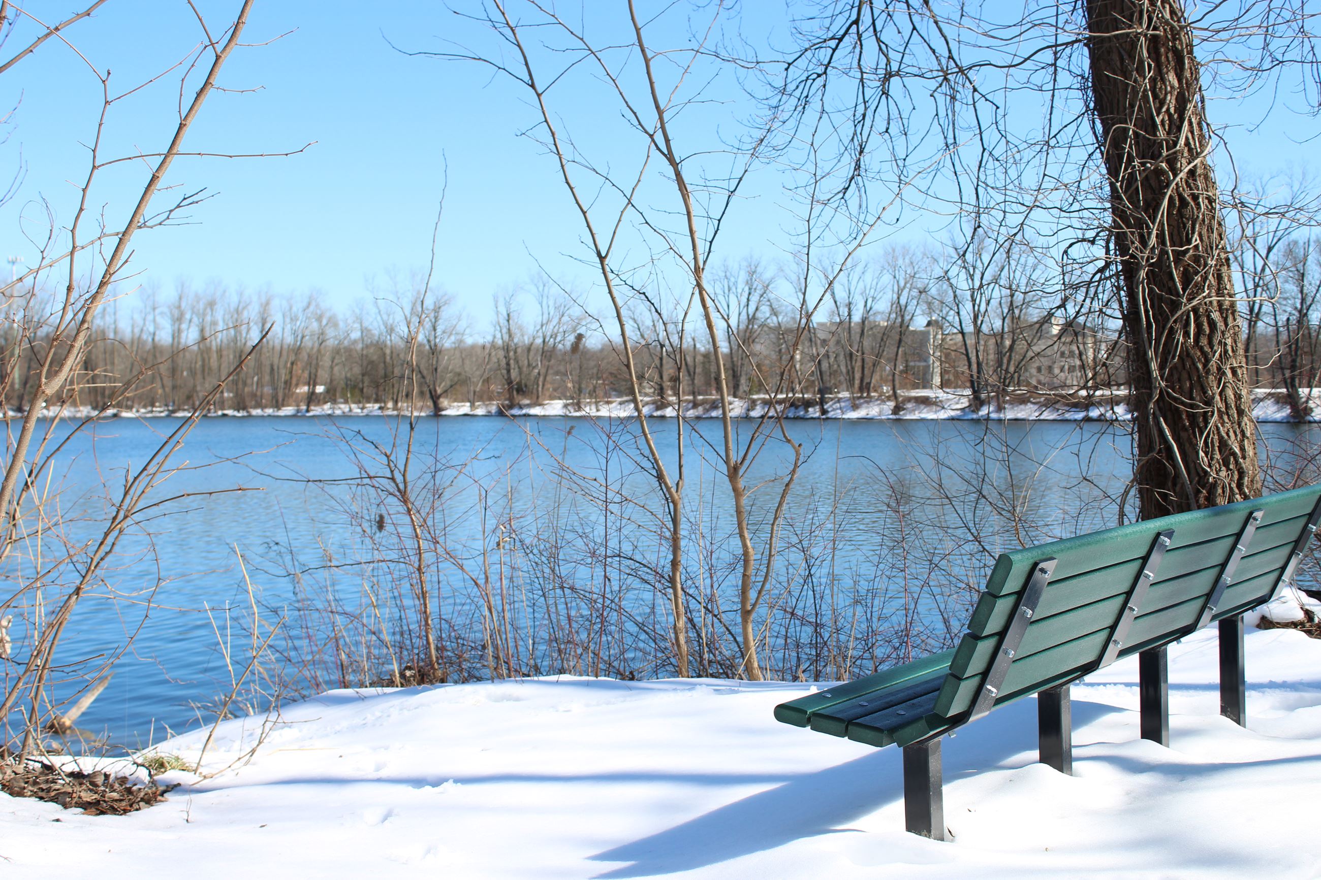 Woodland Lake Bench